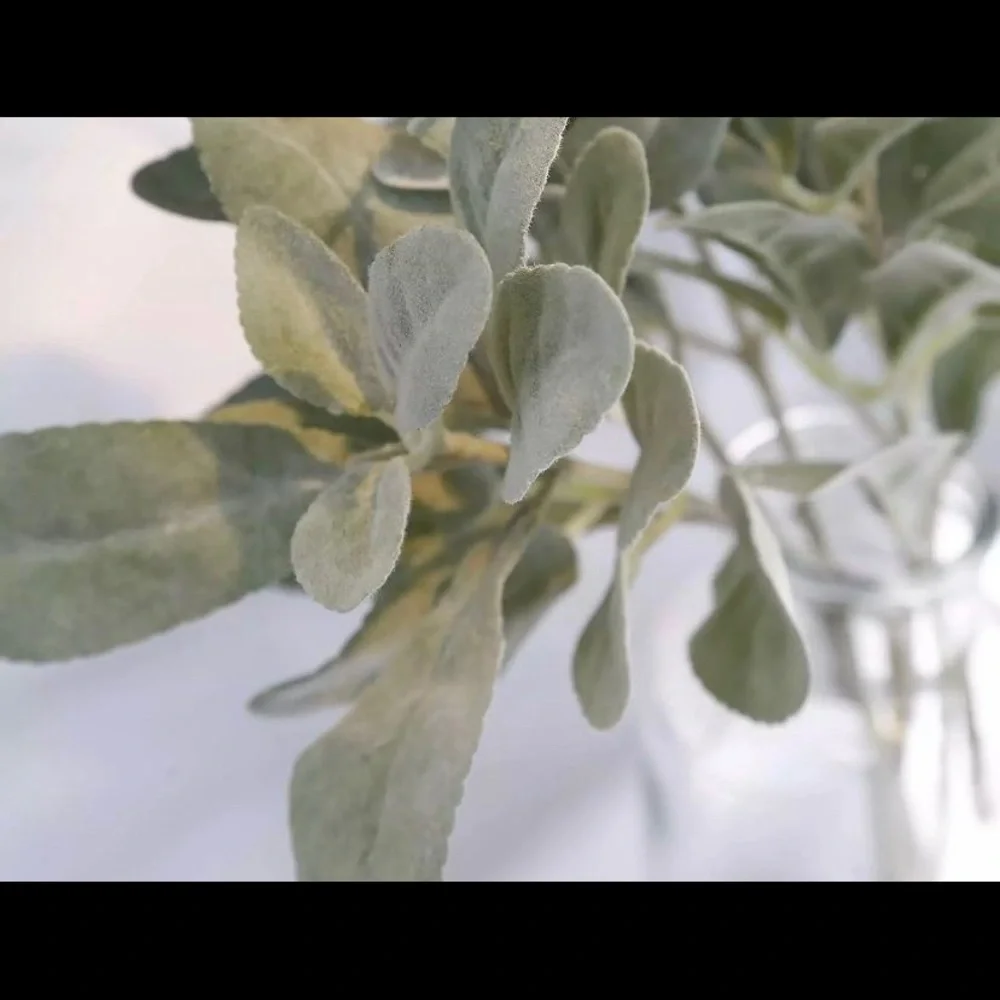 10 Count | Lambs Ear Eucalyptus Artificial Stems Branches